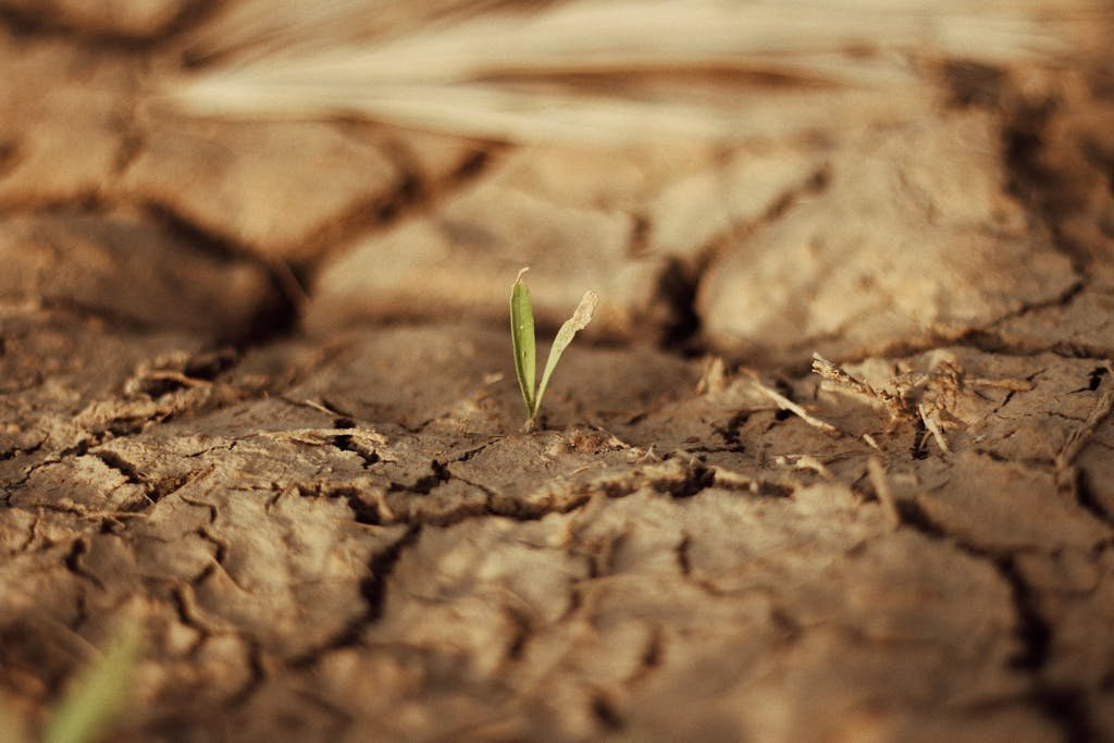A lone green sprout growing through dry, cracked soil symbolizing hope and resilience.