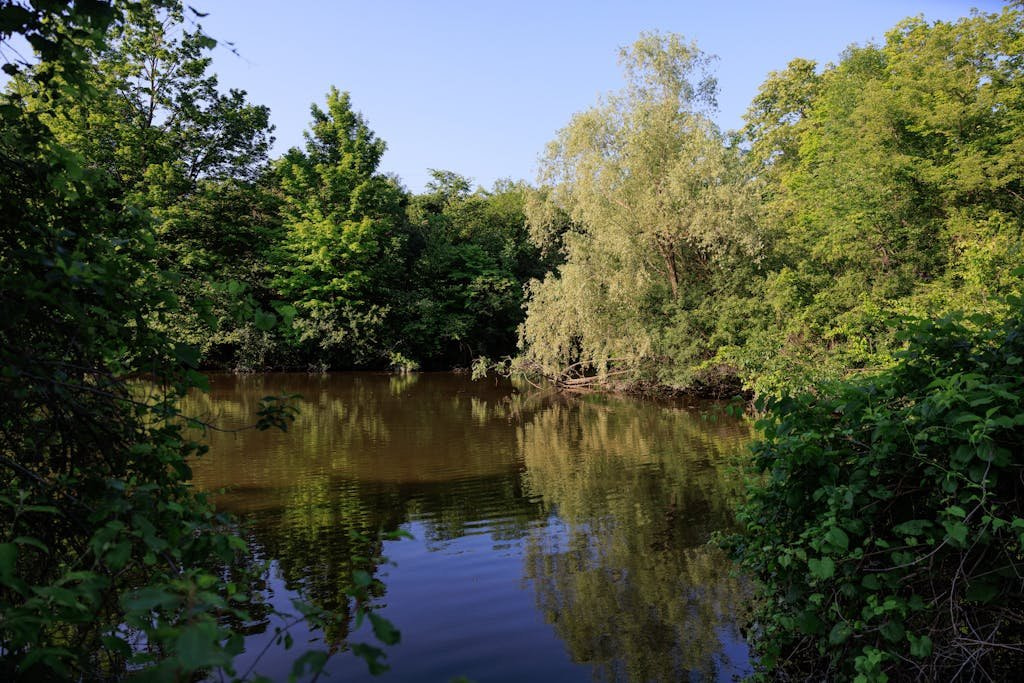 A tranquil lake surrounded by lush greenery on a clear summer day in Plymouth, Michigan.